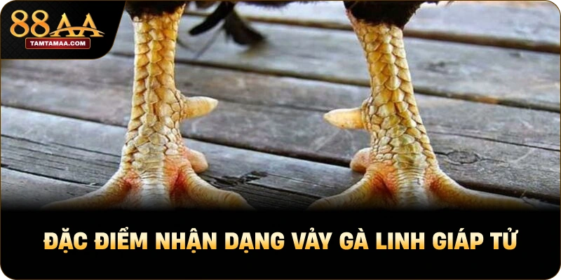 Đặc điểm nhận dạng vảy gà linh giáp tử Đặc điểm nhận dạng vảy gà linh giáp tử