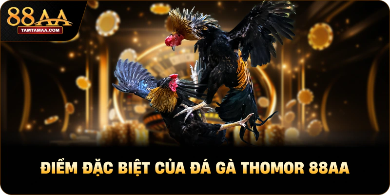 Điểm đặc biệt của đá gà thomor 88AA Điểm đặc biệt của đá gà thomor 88AA