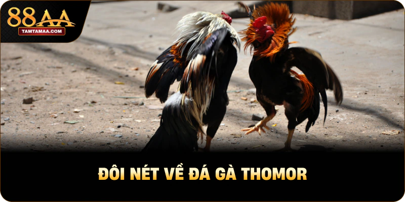 Đôi nét về đá gà thomor Đôi nét về đá gà thomor