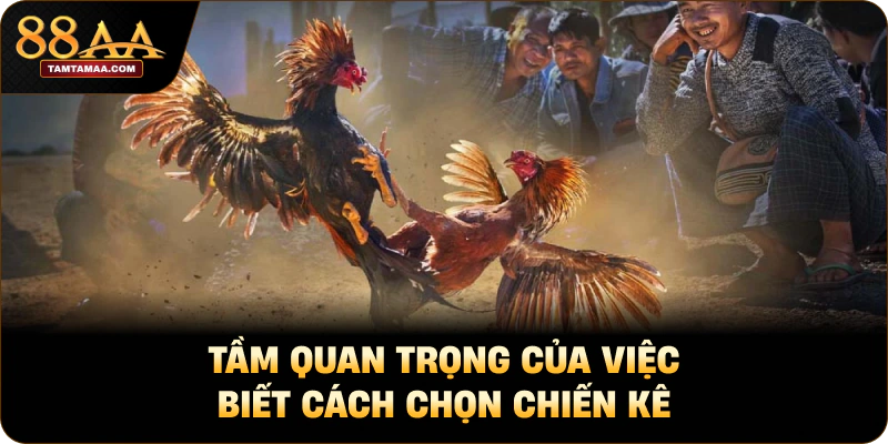 Tầm quan trọng của việc biết cách chọn chiến kê Tầm quan trọng của việc biết cách chọn chiến kê